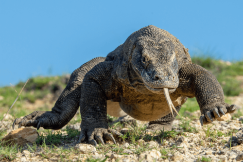 Komodovaranen er et af de farligste dyr i verden