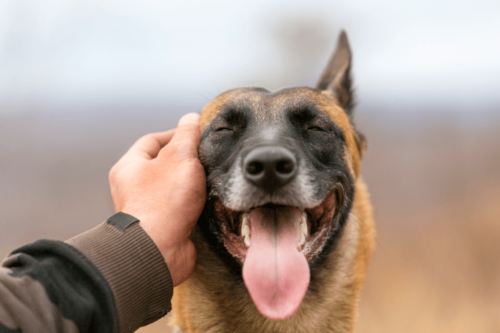 Person aer en tilfreds hund