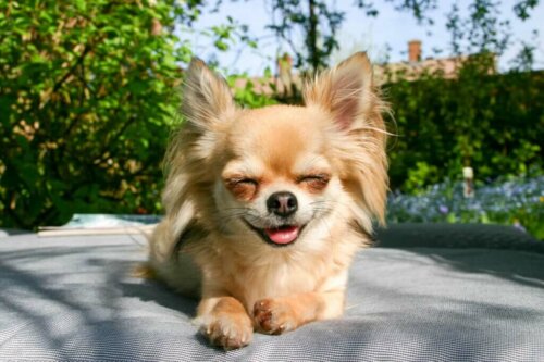 Hund smiler på tæppe