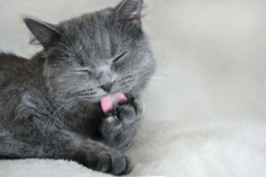 Hvad betyder farven grå i psykologi?