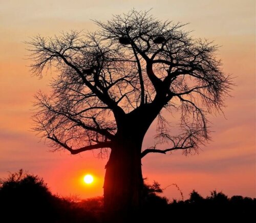 Træ foran solnedgang