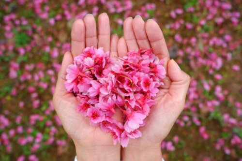 Blomster i hænder danner hjerte som symbol for citater om medfølelse