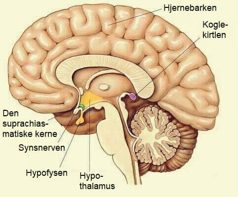 Illustration af hypofysen og koglekirtlen