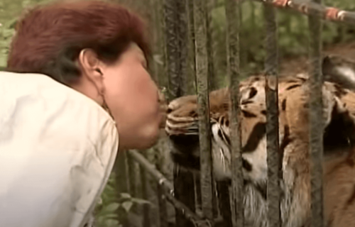 Ana Julia Torres kysser en tiger