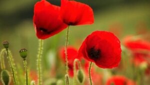 Den høje valmue-syndromet: Problemet med at være en højtydende på arbejdspladsen