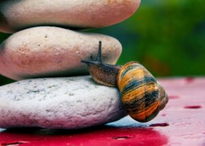 Albert Banduras teori om selveffektivitet