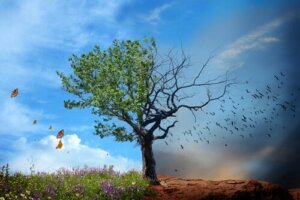 Betydningen af miljøets sundhed