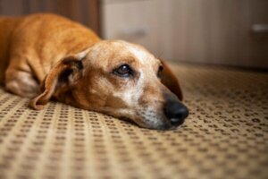 Nyere forskning hævder, at hunde sørger efter dødsfald ligesom mennesker