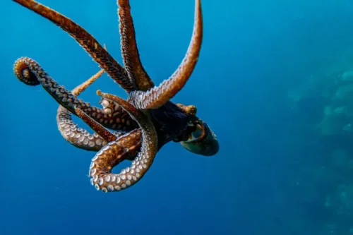 En blæksprutte svømmer