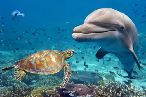 Delfin og skildpadde