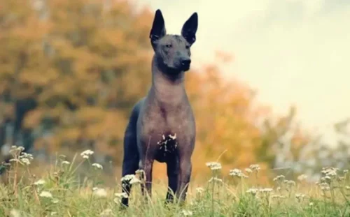 En Xoloitzcuintle-hund står udenfor