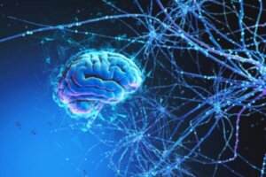 Hjernen og universet har mange fælles træk