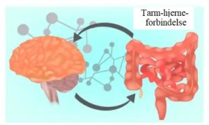 Tarmmikrobiota - Definition, relevans og medicinsk anvendelse