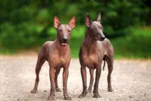 Xoloitzcuintle: Den aztekiske hund, der guidede sjæle til underverdenen