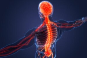 Sympatiske og parasympatiske nervesystem