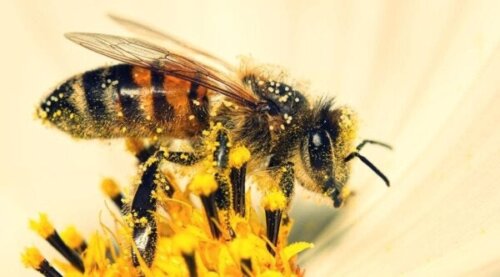 Bier kan regne, hævder forskning