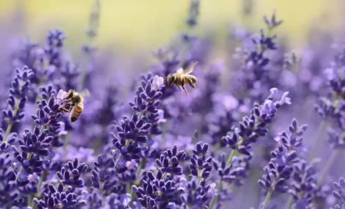 Bier flyver omkring lavendel