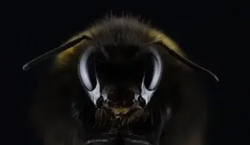 Nærbillede af en bi