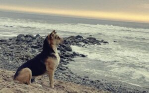 Historien om Vaguito, den peruvianske Hachiko