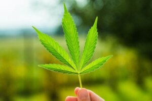 Afkræftelse af en mærkelig myte om marihuana