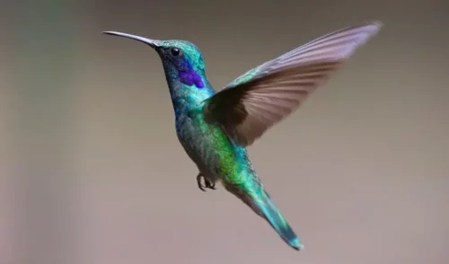 Kolibri repræsenterer Maya-legenden om kolibrien