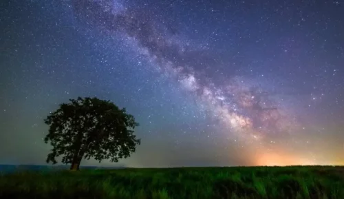 Træ foran nattehimmel med stjerner