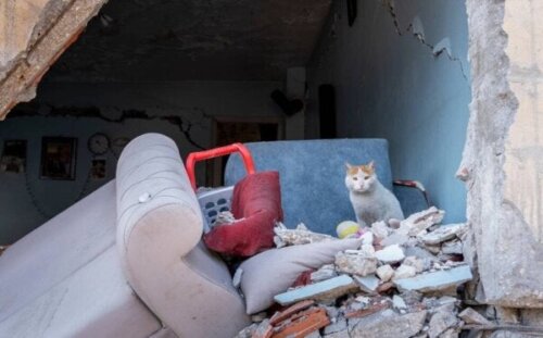 Enkaz, katten, der blev reddet efter jordskælvet i Tyrkiet