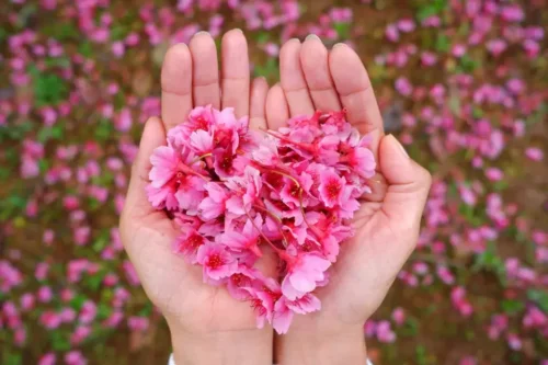 Blomster i hænder repræsenterer venlighed