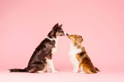 Hundes næser mødes som symbol for dyrisk seksualitet
