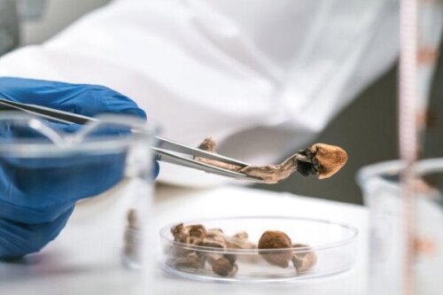 Brugen af psykedeliske stoffer til terminale sygdomme